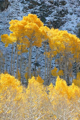 Fall at Bishop Creek, Sierra Nevada