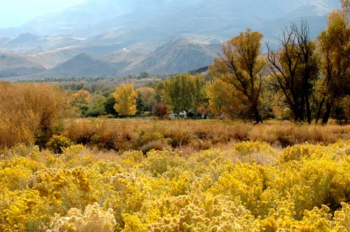 Golden Rod Sierra Nevada