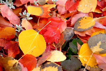 Multi Leave Fall Colors