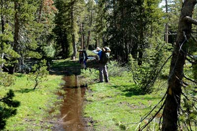 Water Logged Meadow Shadow Lake Trail