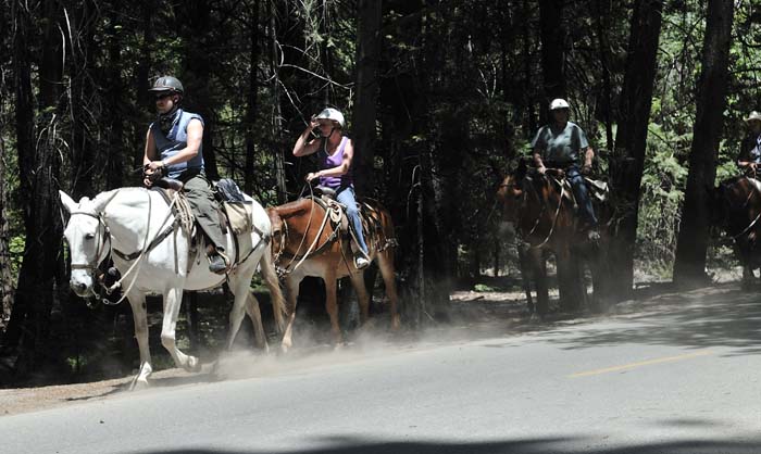 Horseback Riding in Yosemite