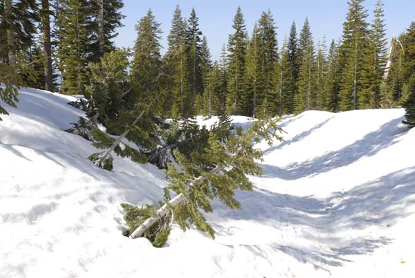 Trees showing signs of Avalanche